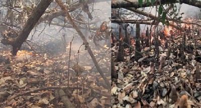 সুন্দরবনের দাসের ভারানি এলাকায় আবারো আগুন সুন্দরবনের দাসের ভারানি এলাকায় আবারো আগুন